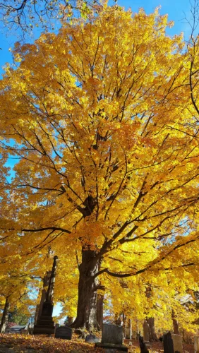 Foliage is fantastic